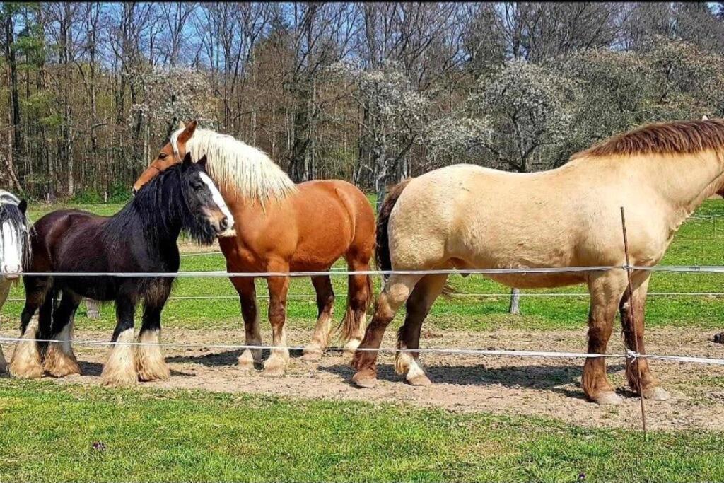 Les Vergers D'Epona "Fremifontaine Vosges" Kültér fotó